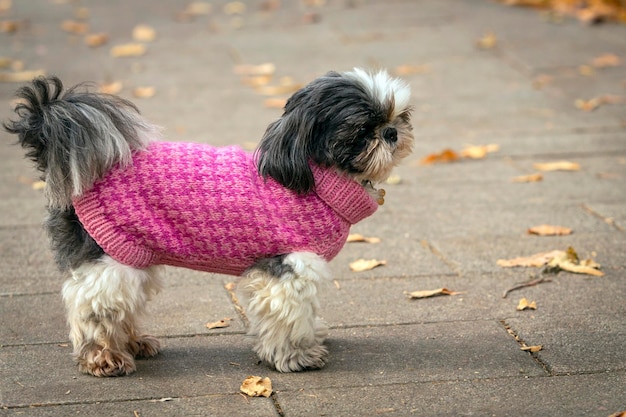 Divertente cane Shih Tzu in un maglione rosa a piedi nel parco autunnale.