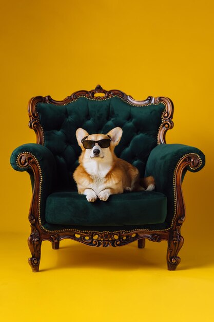 Divertente carino Welsh Corgi Pembroke in occhiali sdraiato sulla sedia reale su sfondo giallo studio Razza di cane più popolare