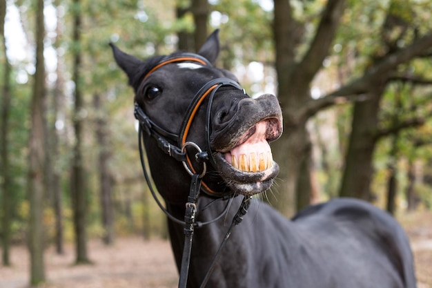 Divertente cavallo nero sorridente in una briglia