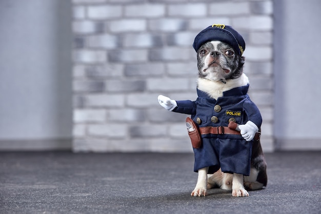 Divertente chihuahua in costume da poliziotto.