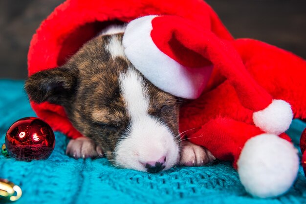 Divertente cucciolo di cane Basenji con cappello santa e palline rosse