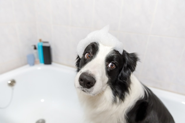 Divertente cucciolo di cane border collie seduto nella vasca da bagno ottiene bagnoschiuma sotto la doccia con shampoo