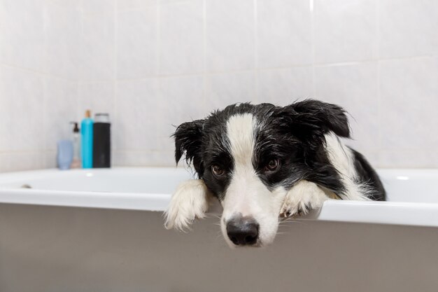 Divertente cucciolo di cane border collie seduto nella vasca da bagno ottiene bagnoschiuma sotto la doccia con shampoo