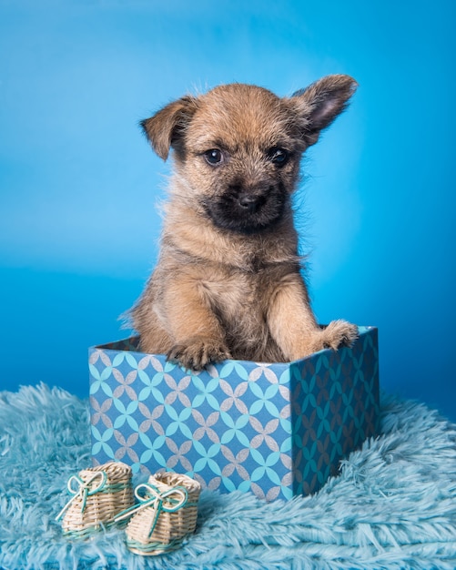 Divertente cucciolo di cane Cairn Terrier con cappotto di grano o rosso in confezione regalo isolata su sfondo blu