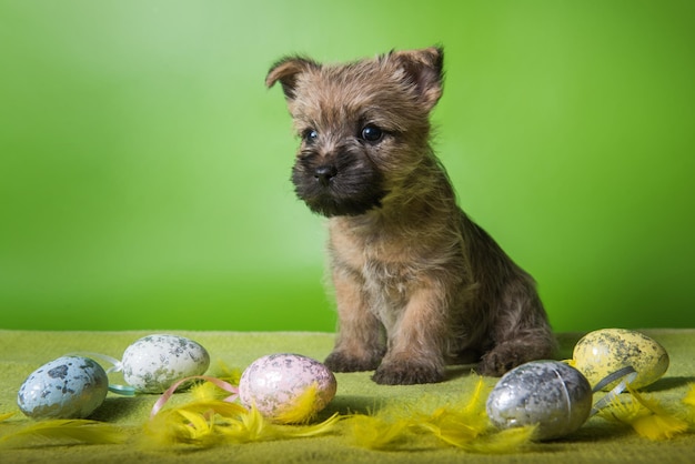 Divertente cucciolo di cane Cairn Terrier di grano o rosso con uova di Pasqua colorate su sfondo verde