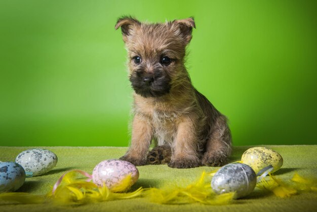 Divertente cucciolo di cane Cairn Terrier di grano o rosso con uova di Pasqua colorate su sfondo verde