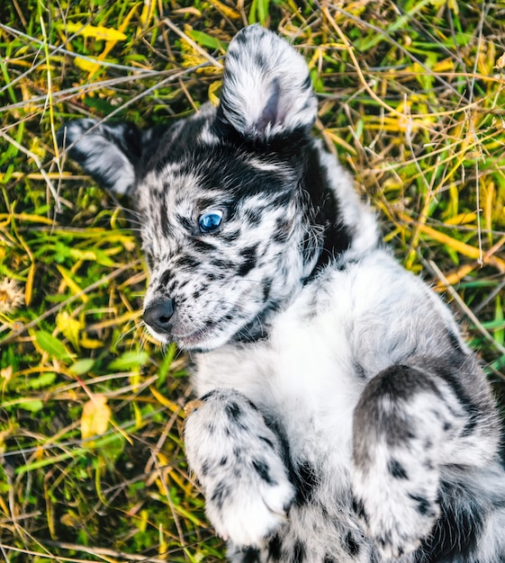 divertente cucciolo di cane Labrador con occhi di colore diverso