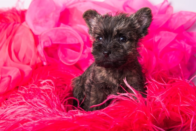 Divertente cucciolo di cane tigrato Cairn Terrier è seduto su sfondo rosa bois.