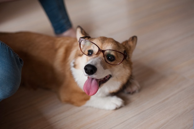 Divertente cucciolo di Welsh Corgi Pembroke con occhiali a casa, cane sorridente felice