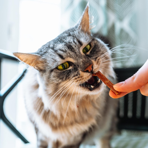 divertente divertente gatto tabby grigio soffice mangia dolcetto per animali domestici