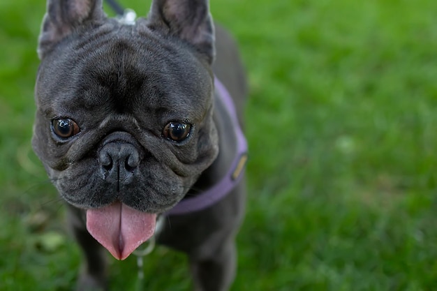 Divertente doggy bulldog francese corre nel parco sul prato con la lingua fuori