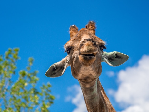 Divertente faccia di giraffa .testa di giraffa isolata su sfondo bianco