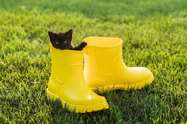 Divertente gattino nero seduto in stivale giallo sull'erba Concetto di immagine carino per calendari di cartoline e opuscoli con animale domestico