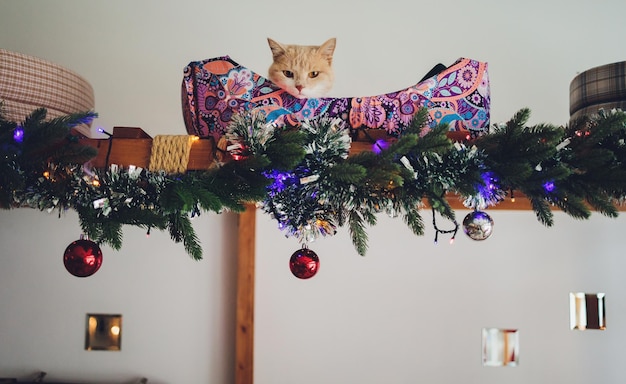 Divertente gatto a casa seduto a casa Bellissimo sfondo di Natale con un nuovo anno daccor Albero di Natale con abbellimenti Cartolina di Natale con un Natale