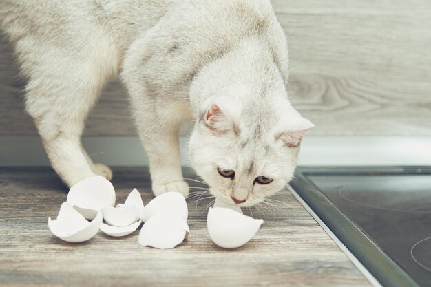 Divertente gatto bianco britannico ruba i gusci d'uovo dalla cucina