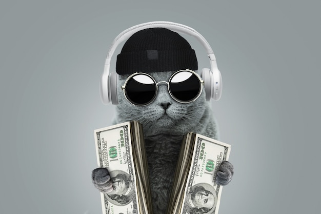 Divertente gatto capo ricco con occhiali di protezione solare, cappello e cuffie tiene in mano dollari in contanti. Idea di concetto di affari e investimento. Vincere al casinò