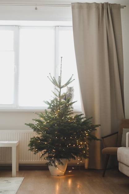 Divertente gatto domestico e un bellissimo albero di Natale decorato con lucine in un interno accogliente