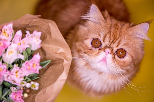 Divertente gatto persiano rosso grasso con un bouquet di tulipani rosa brillante Biglietto di auguri