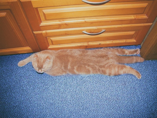 Divertente gatto rosso Scottish Fold sdraiato su un tappeto