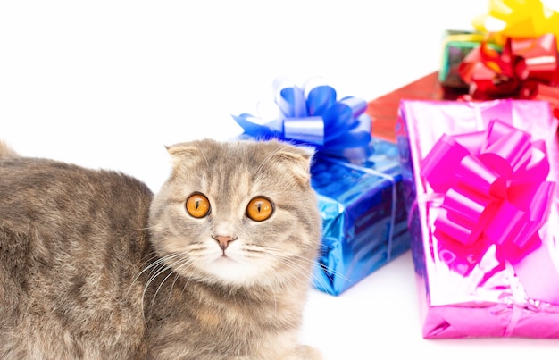 Divertente gatto scozzese piegato con scatola regalo rosa blu rosso