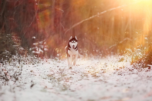 divertente husky corre attraverso la foresta in inverno, una passeggiata nella gelida foresta innevata, un simpatico husky nel paesaggio invernale