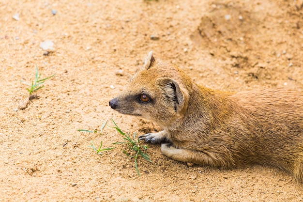 Divertente piccola mangusta gialla si trova sul concetto di terreno argilloso sabbioso di animali allo zoo