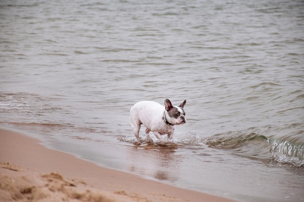 Divertente piccolo bulldog bianco carino nuota tra le onde e corre sulla sabbia vicino al mare.