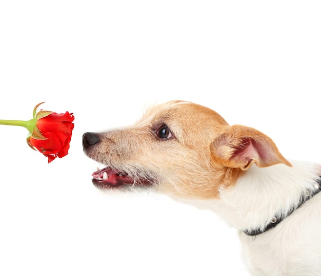 Divertente piccolo cane Jack Russell terrier con rosa rossa, isolato su bianco