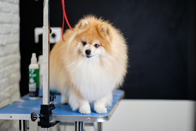 Divertente Pomerania Pomerania si trova su un tavolo da toelettatura legato con un anello rosso