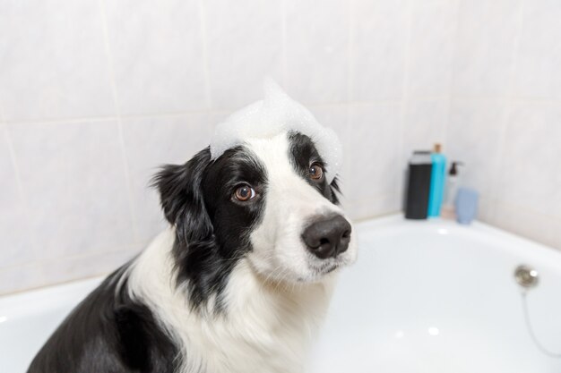 Divertente ritratto al coperto di cucciolo di cane border collie seduto nella vasca da bagno ottiene bagnoschiuma sotto la doccia con shampoo