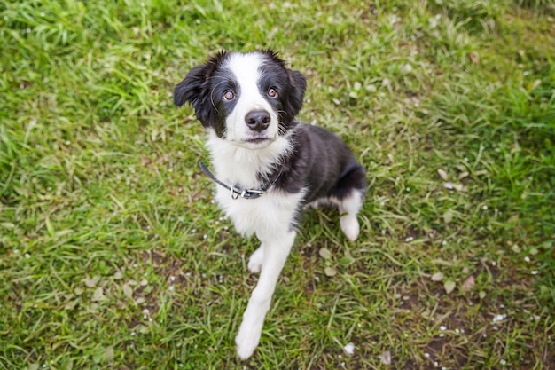 Divertente ritratto all'aperto di simpatico cucciolo border collie seduto su sfondo erba nuovo adorabile membro di