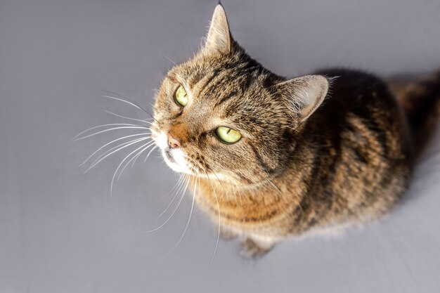 Divertente ritratto arrogante gatto soriano domestico a pelo corto in posa su sfondo marrone scuro piccolo gattino...