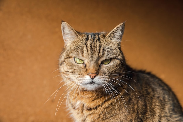 Divertente ritratto arrogante gatto soriano domestico a pelo corto in posa su sfondo marrone scuro piccolo gattino...