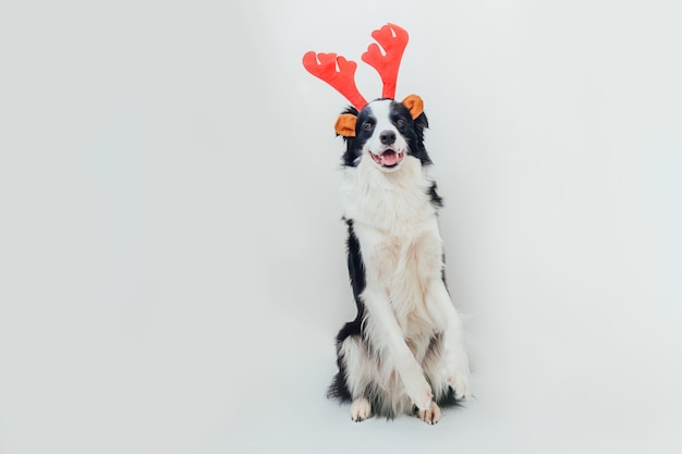 Divertente ritratto di carino sorridente cucciolo di cane border collie indossando il costume di Natale corna di cervo rosso cappello isolato su sfondo bianco. Preparazione per le vacanze. Felice Buon Natale concetto.
