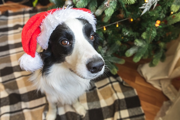 Divertente ritratto di simpatico cucciolo di cane border collie indossando il costume di Natale cappello rosso di Babbo Natale vicino all'albero di Natale a casa al chiuso sfondo. Preparazione per le vacanze. Felice Buon Natale concetto.