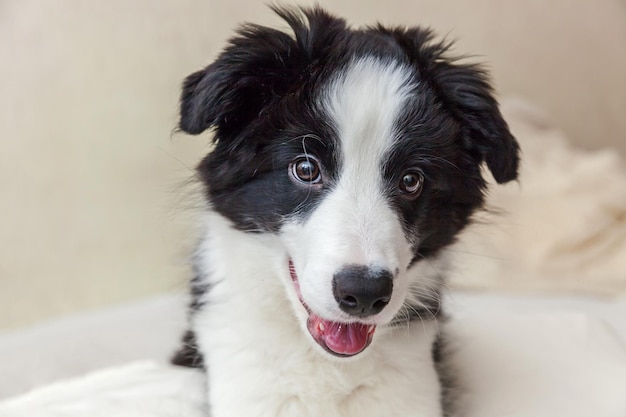 Divertente ritratto di simpatico cucciolo di cane border collie smilling a letto a casa