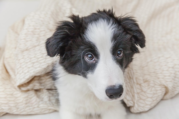 Divertente ritratto di simpatico cucciolo di cane border collie smilling a letto a casa