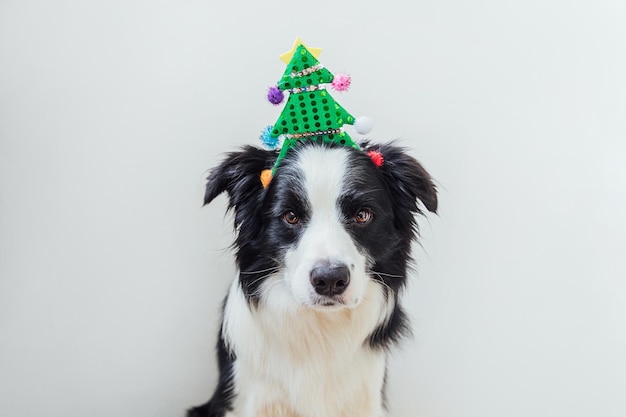 Divertente ritratto di simpatico cucciolo di cane border collie sorridente che indossa il costume di natale albero di natale verde...