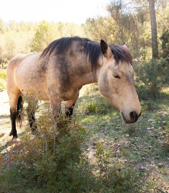 Divertente ritratto di un cavallo selvaggio