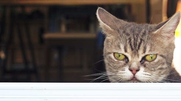 divertente ritratto di un gatto soriano sulla finestra