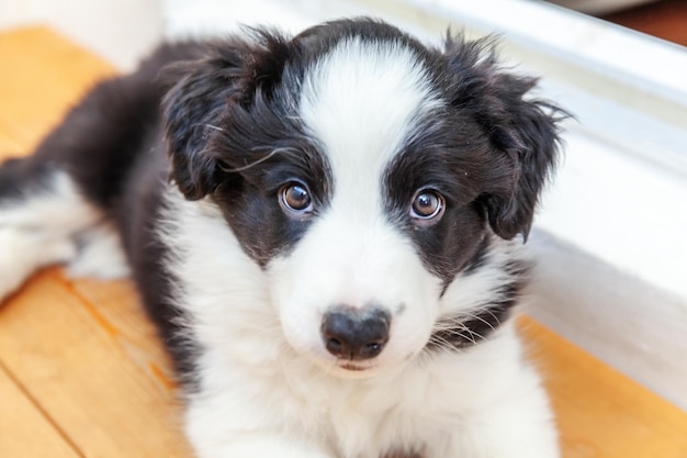 Divertente ritratto in studio di carino smilling cucciolo di cane border collie su sfondo bianco