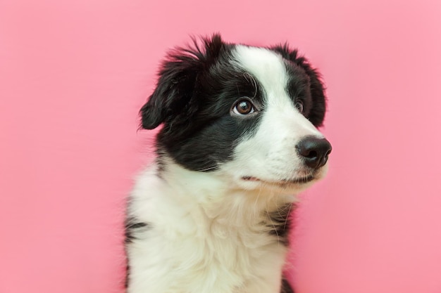 Divertente ritratto in studio di simpatico cucciolo di cane border collie su sfondo rosa pastello