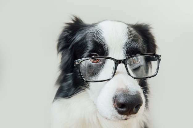 Divertente ritratto in studio di sorridente cucciolo di cane border collie in occhiali isolati su sfondo bianco