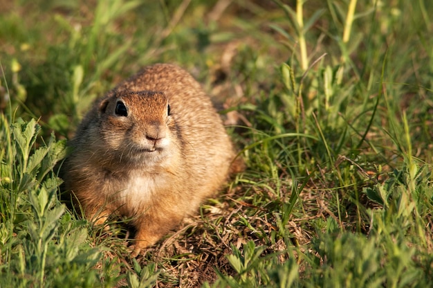 Divertente scoiattolo a terra (Spermophilus pygmaeus) nell'erba.