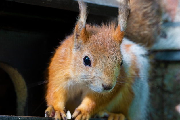Divertente scoiattolo rosso closeupAn animale nel parco