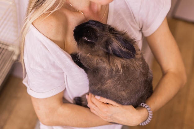 Divertente simpatico coniglio marrone nelle mani del proprietario dell'animale domestico primo piano vista dall'alto Bunny pet a casa