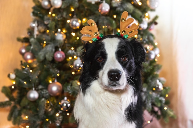 Divertente simpatico cucciolo di cane border collie che indossa il costume di Natale corna di cervo cappello vicino all'albero di Natale a casa al chiuso sfondo Preparazione per le vacanze Felice Buon Natale concetto