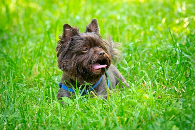 Divertente Yorkshire terrier di colore cioccolato gioca sull'erba...