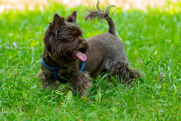 Divertente Yorkshire terrier di colore cioccolato gioca sull'erba...