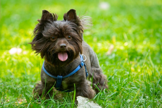 Divertente Yorkshire terrier di colore cioccolato gioca sull'erba...